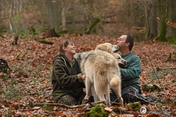 Polarwölfe Samu und Tani