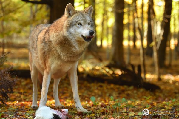 Mongolischer Wolf Batu